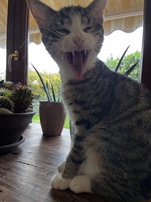 Vescovato, Cremona, Italia