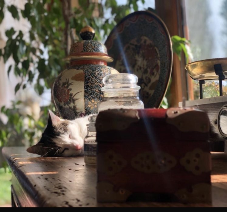 Animali